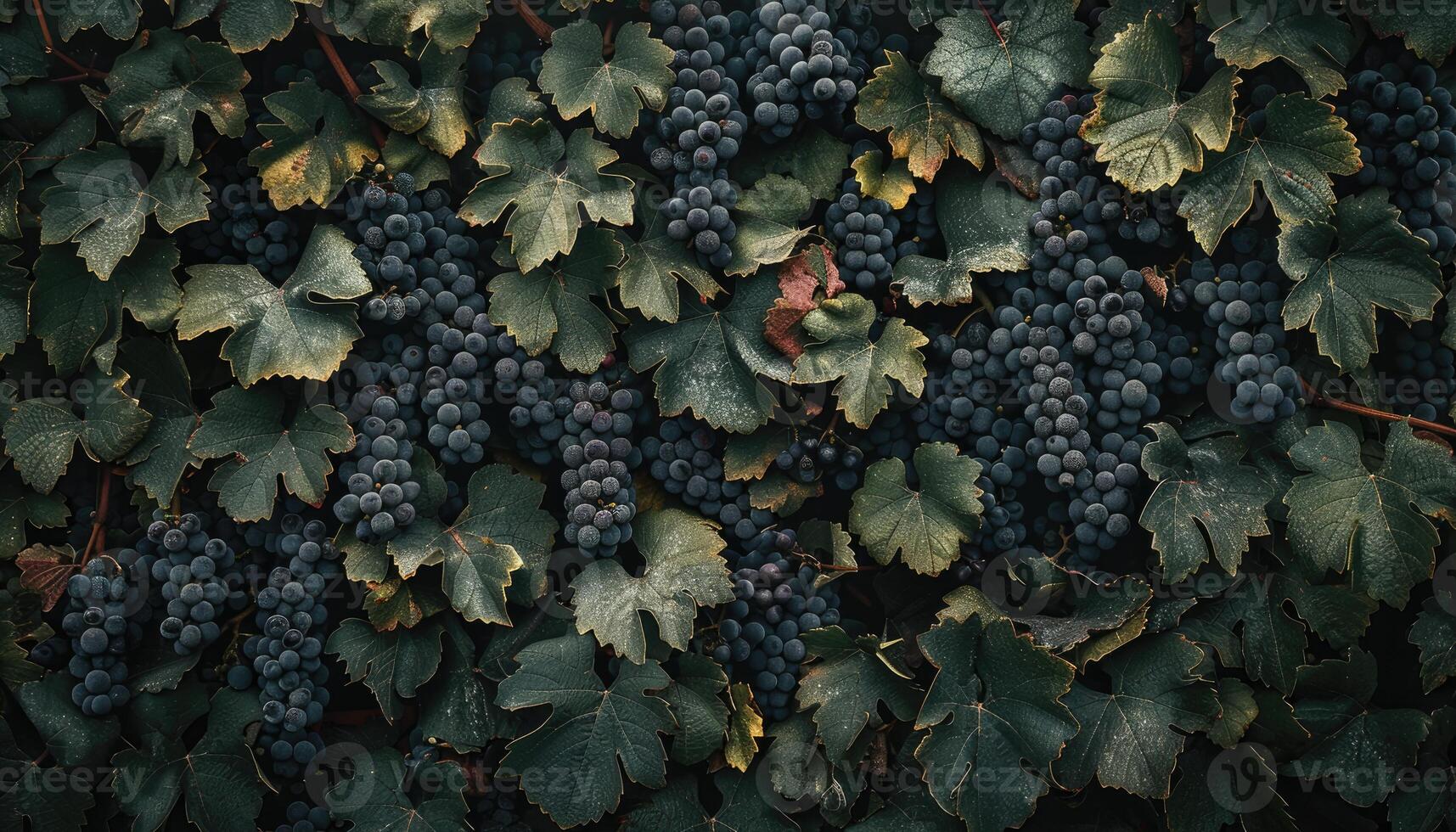 Dark Grapes and Lush Vine Leaves Abundantly Displayed photo