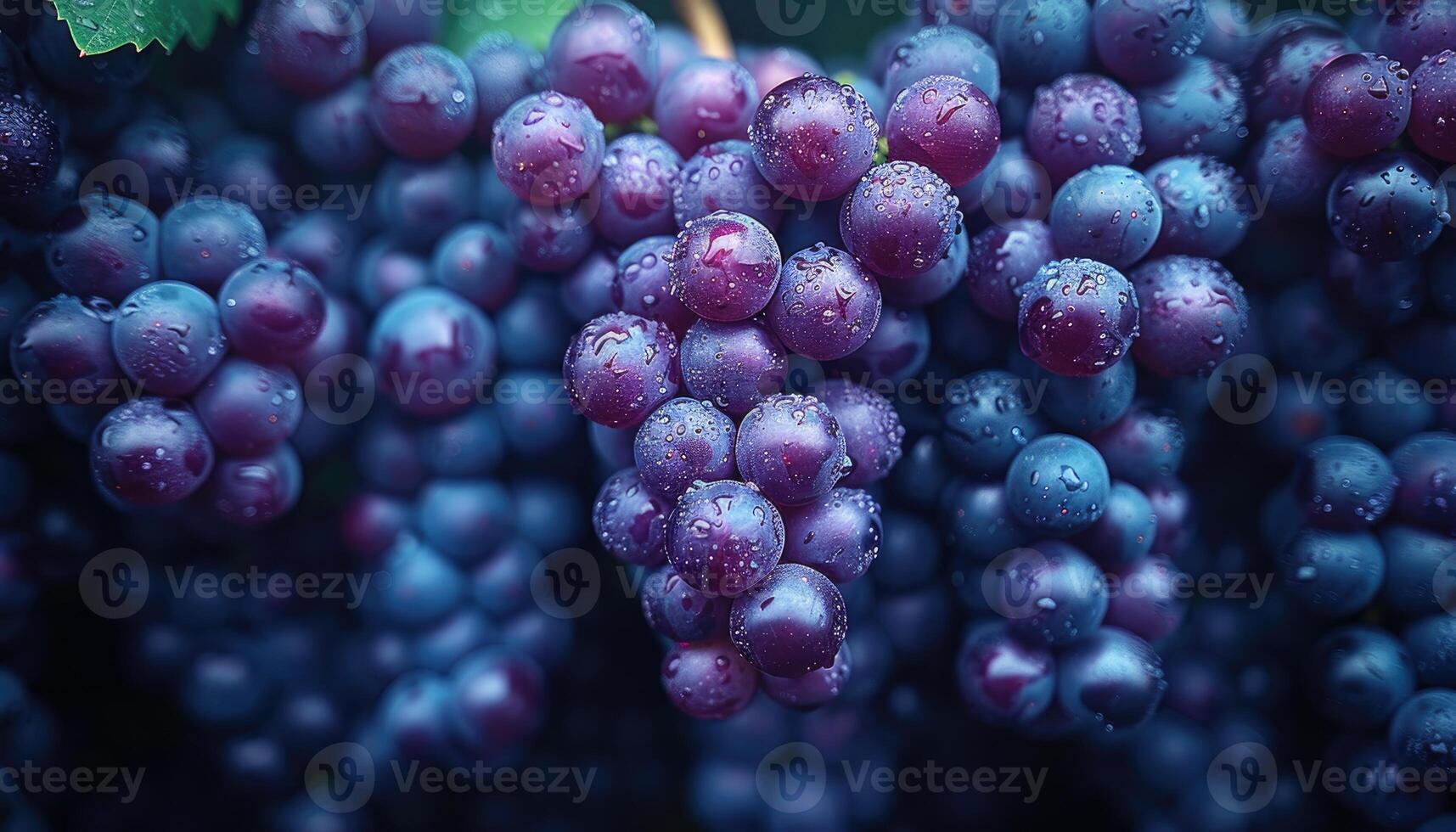 Lush Clusters Of Dew Kissed Purple Grapes Hanging On Vine photo