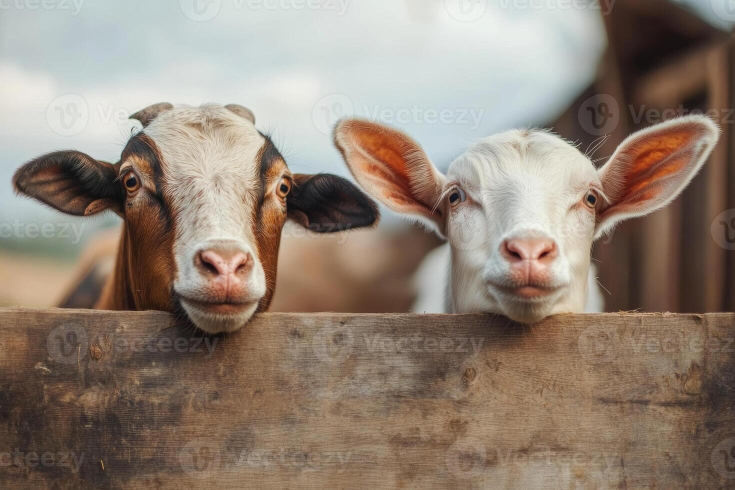 Two friendly cows peering over a wooden fence at a farm during a sunny afternoon, enjoying a calm and peaceful moment together photo