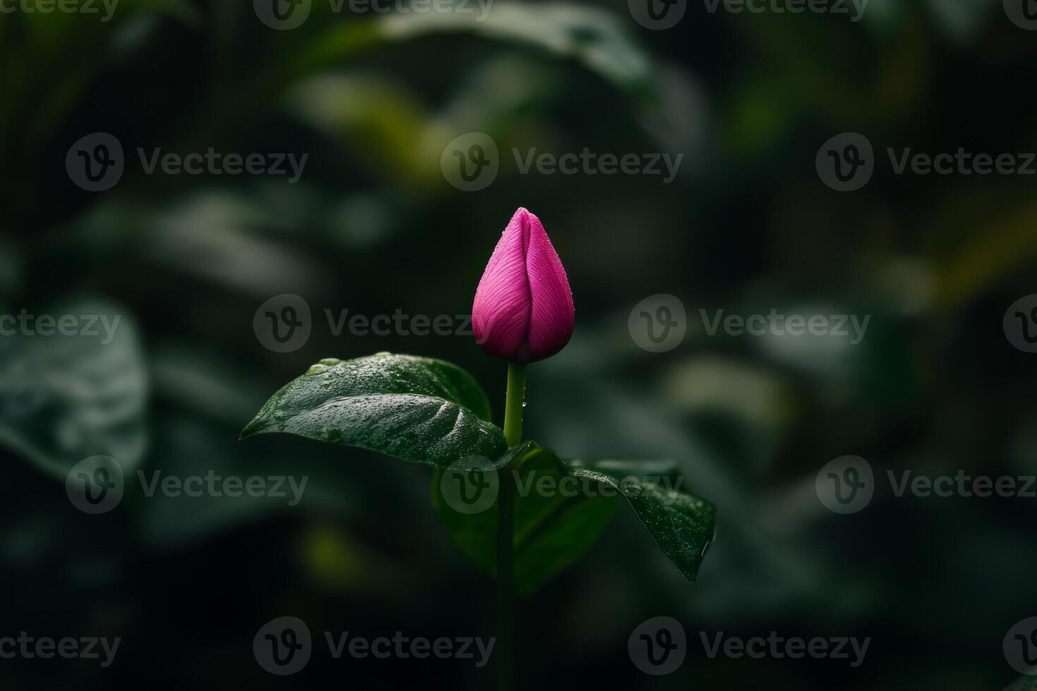A delicate pink flower bud emerging amidst lush green foliage in a tranquil garden setting during the early morning light photo