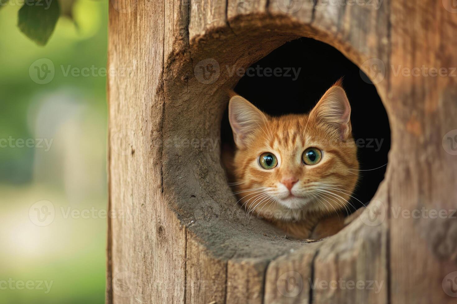 A curious orange cat peeks out from a wooden hollow in a sunny garden during a warm afternoon photo