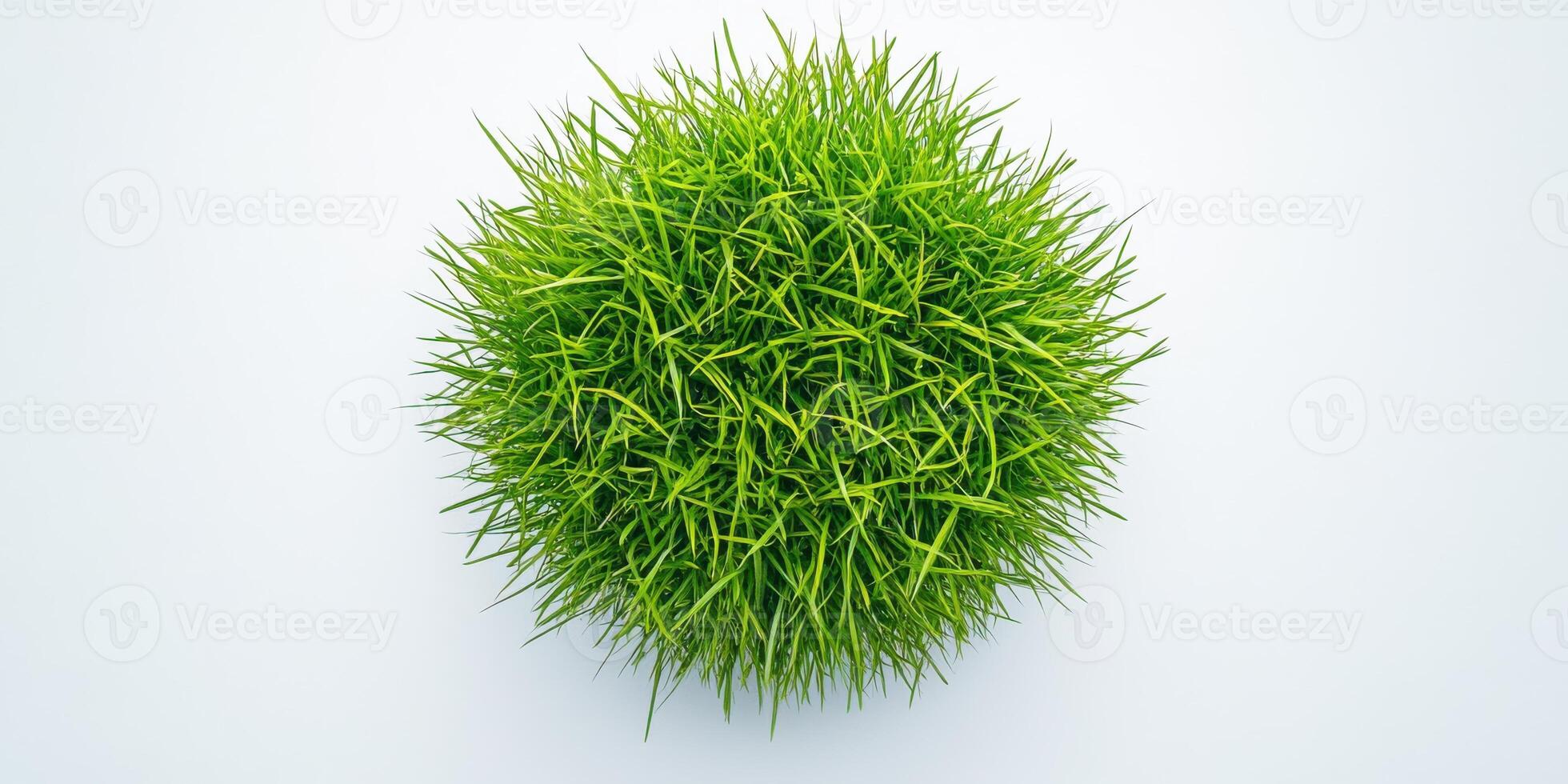 Top view of lush green grass on white background for nature concept photo