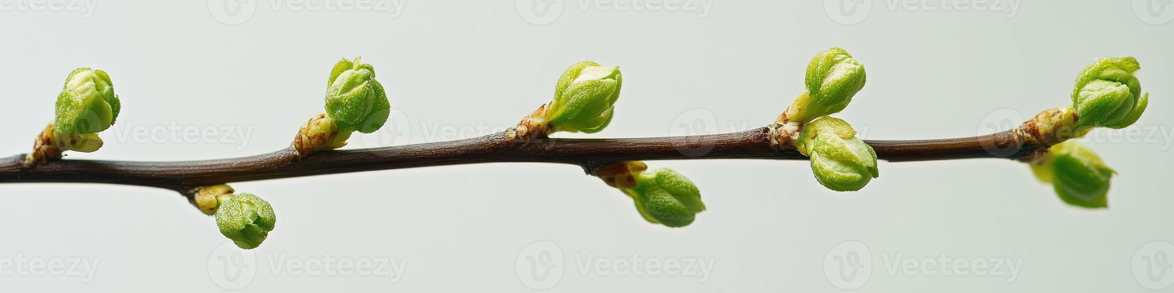 Close-up of budding branch with emerging spring green leaves highlighting renewal photo