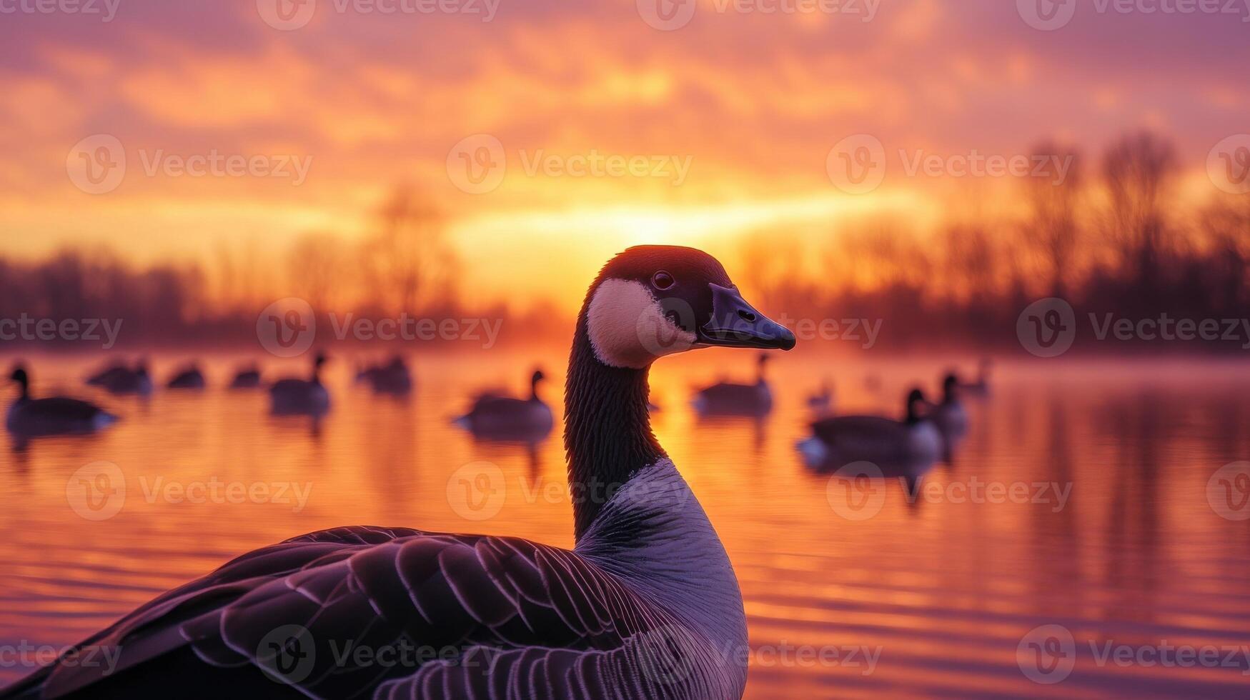 A serene view of canada geese and golden sunset reflection on lake photo