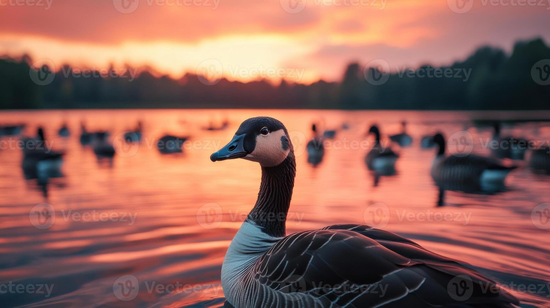 Flock of canadian geese swimming in calm lake at sunset with vibrant sky reflections photo