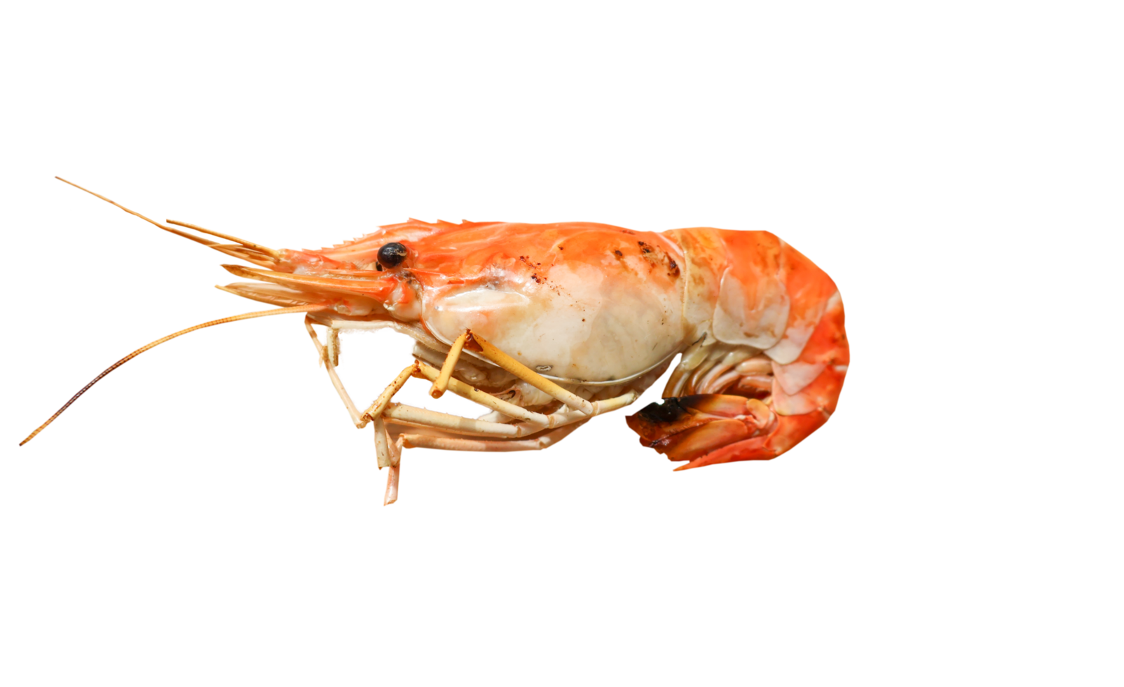single grilled prawn on transparent background png