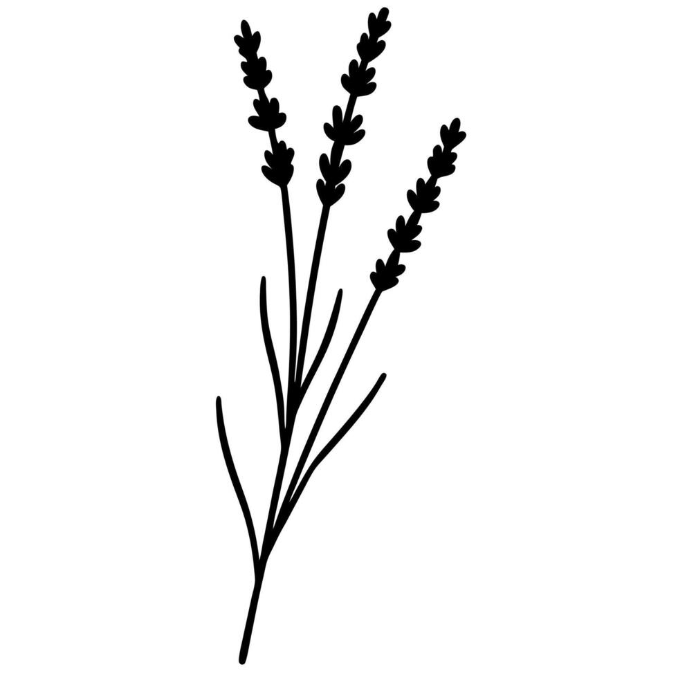Herbal lavender silhouette for art and designs. vector