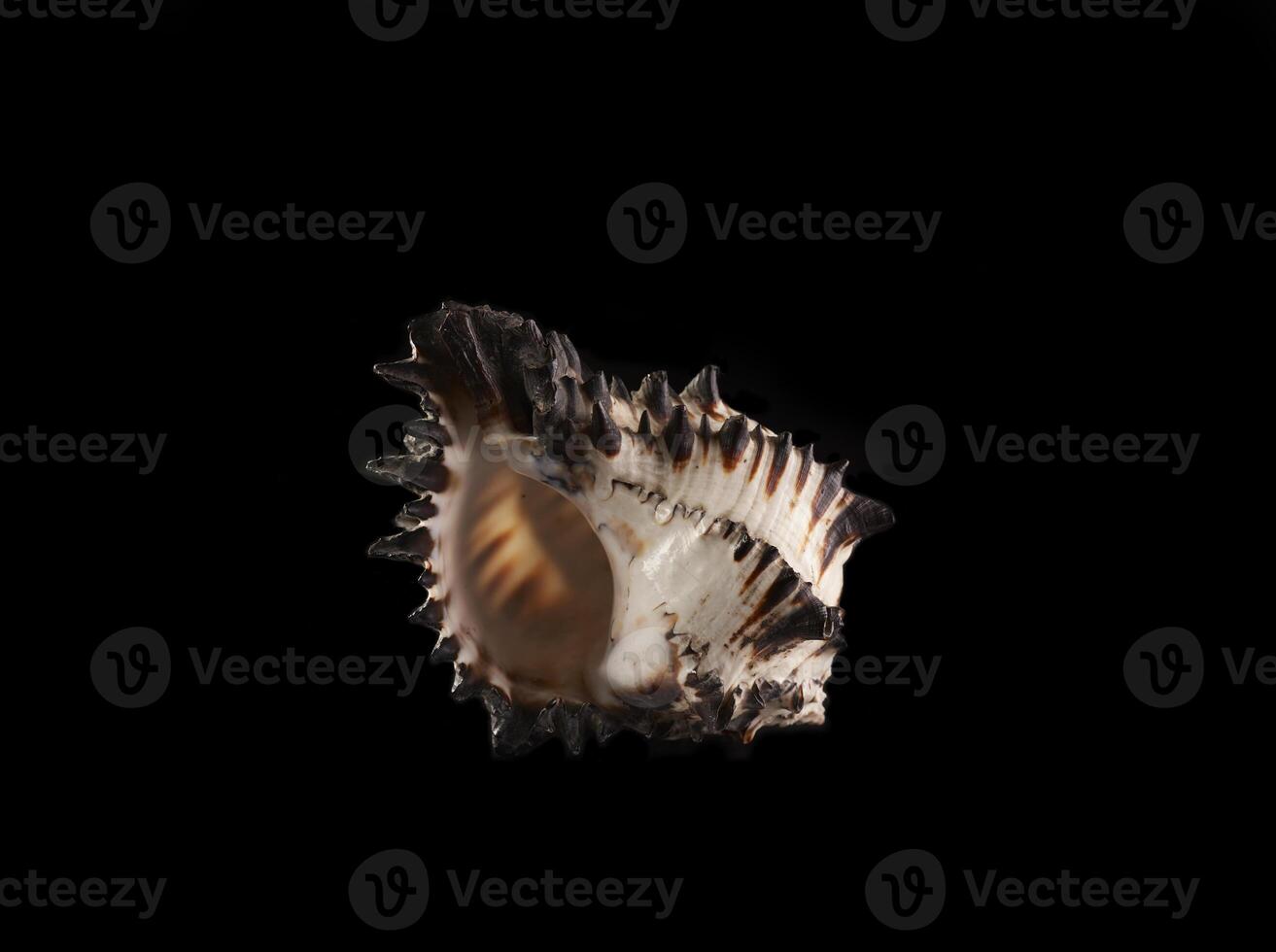 a shell on a black background photo