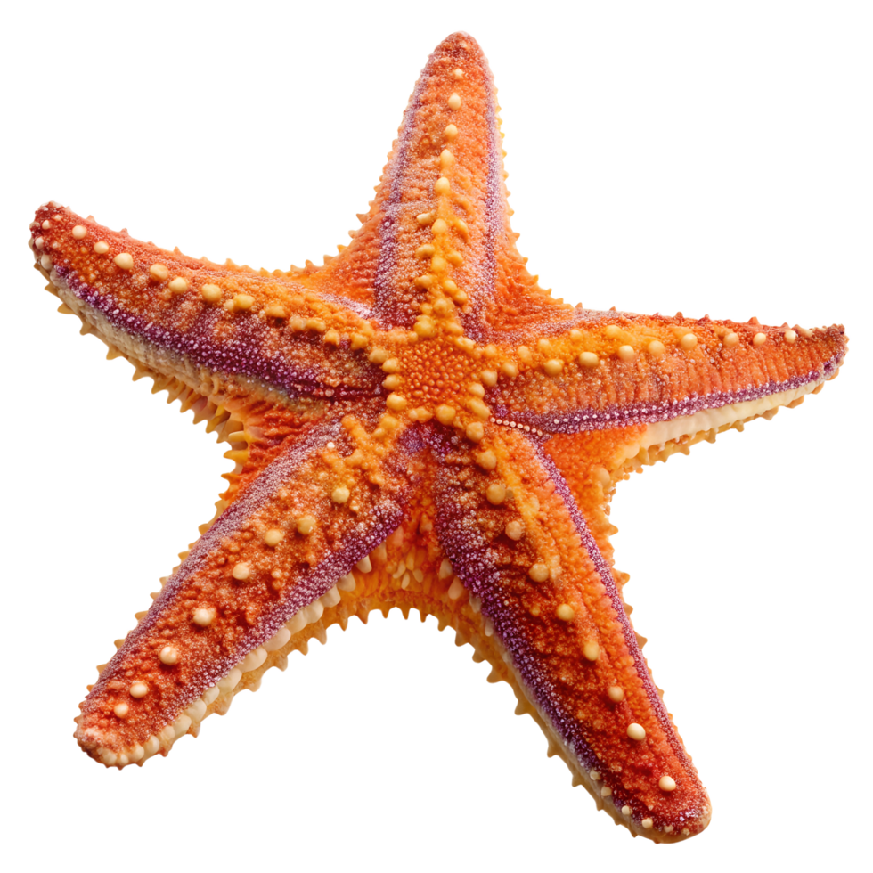 A single vibrant orange starfish situated gracefully on a clear, transparent background highlights its marine origins png