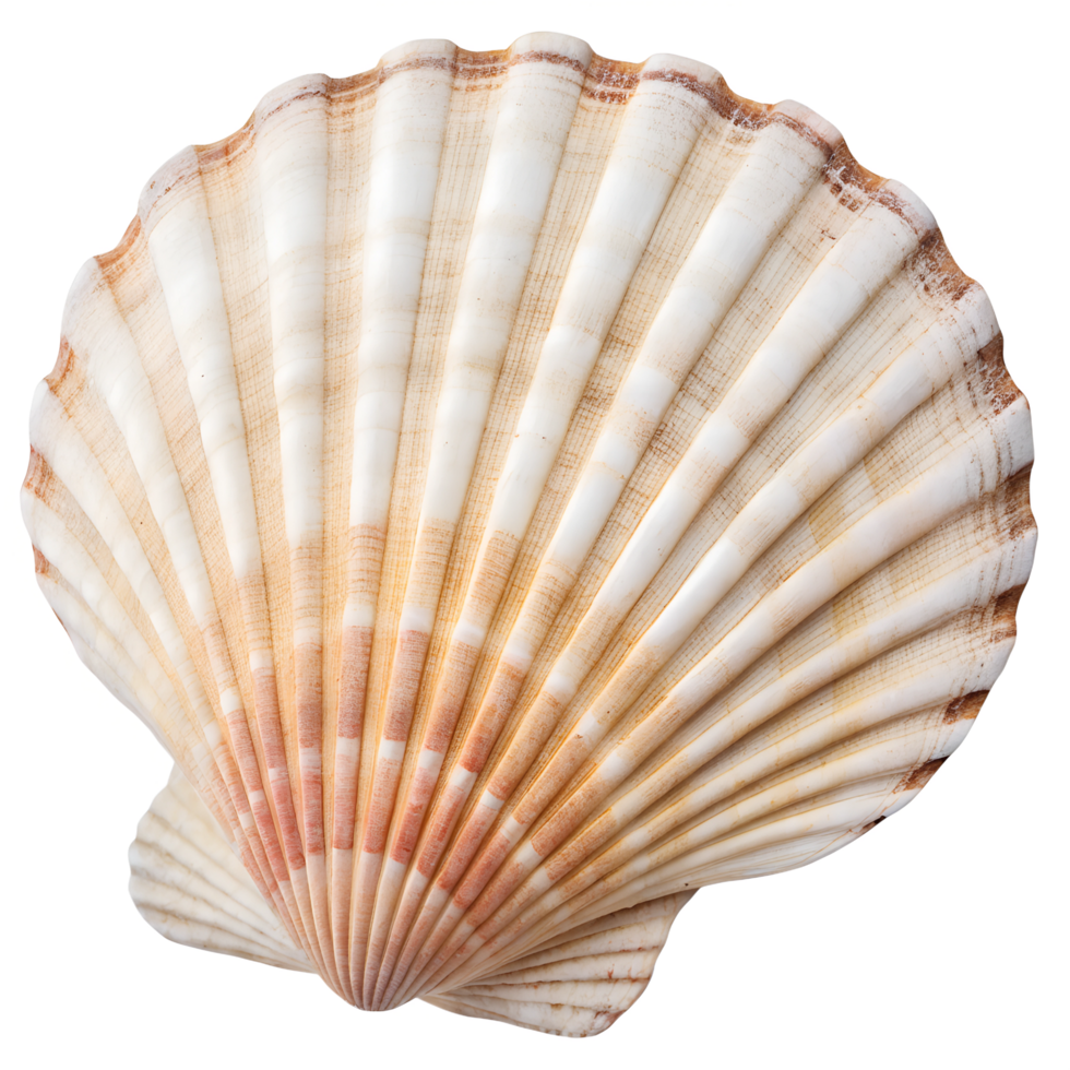 A marine seashell with a vibrant pattern of orange and beige, isolated on a transparent background. png