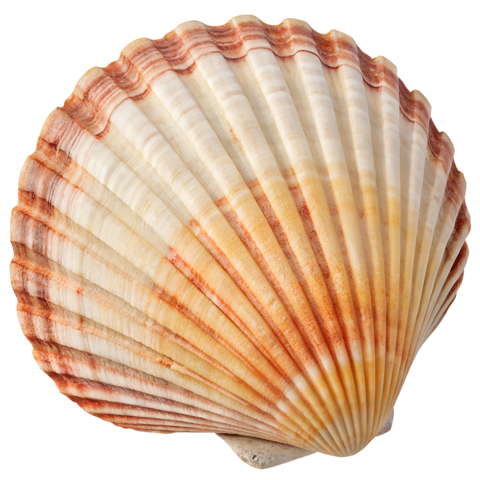 Marine seashell showcasing a vibrant blend of orange and beige patterns, situated in isolation against a transparent backdrop png
