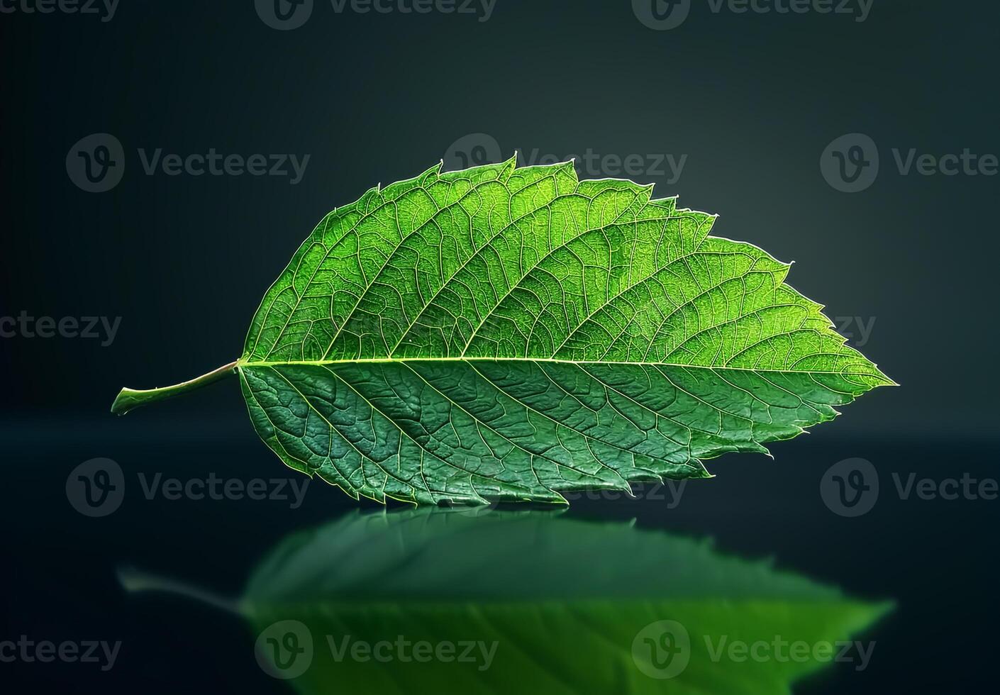 Green leaf on a reflective surface minimalist black background photo