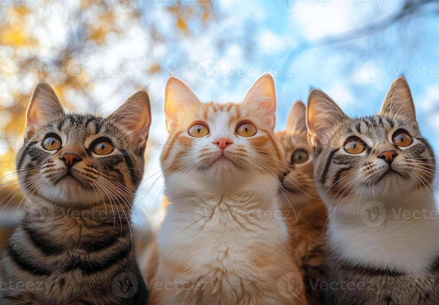 Cats with different colors staring at something photo
