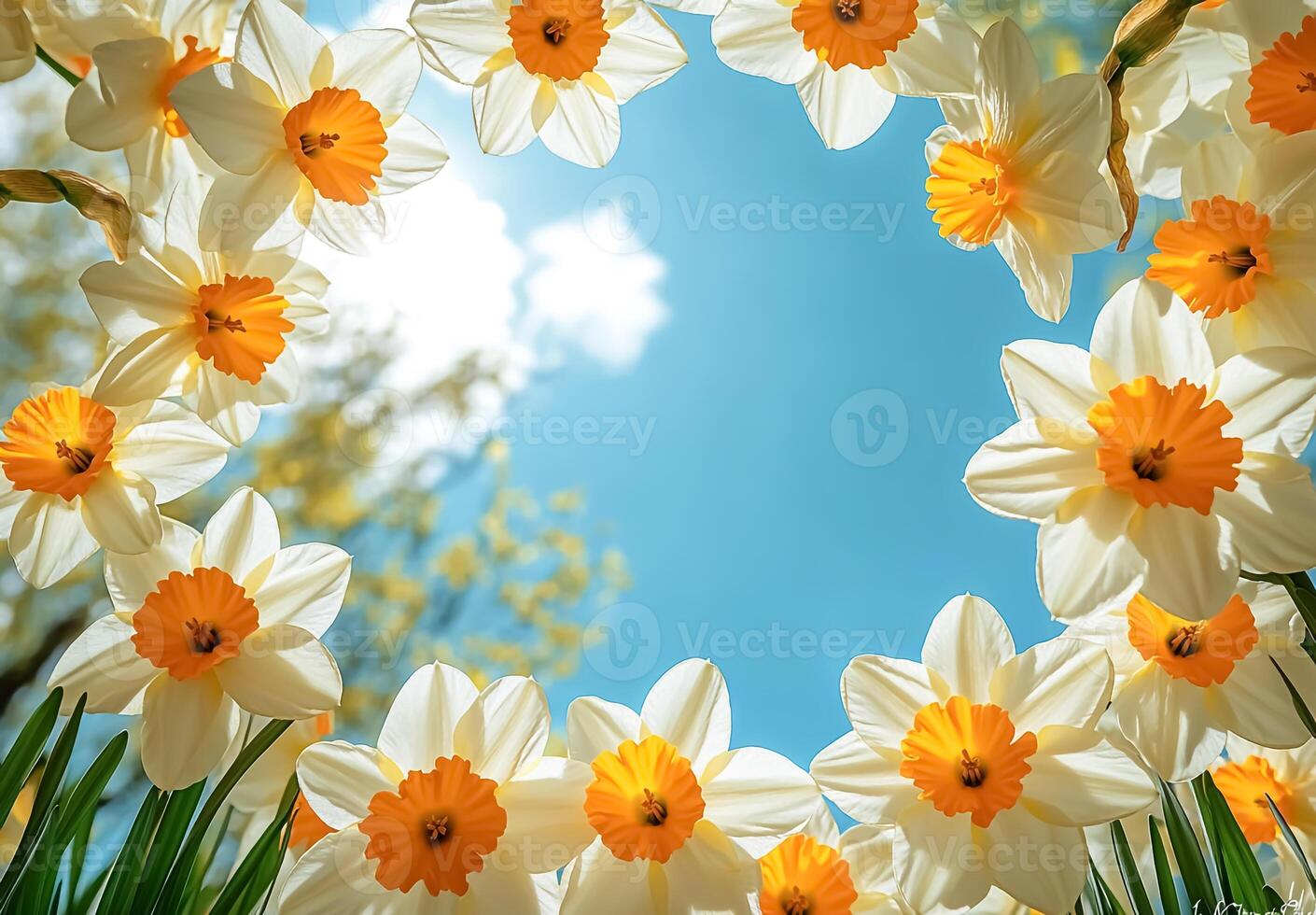 A scene seen from below with yellow and white daffodils photo