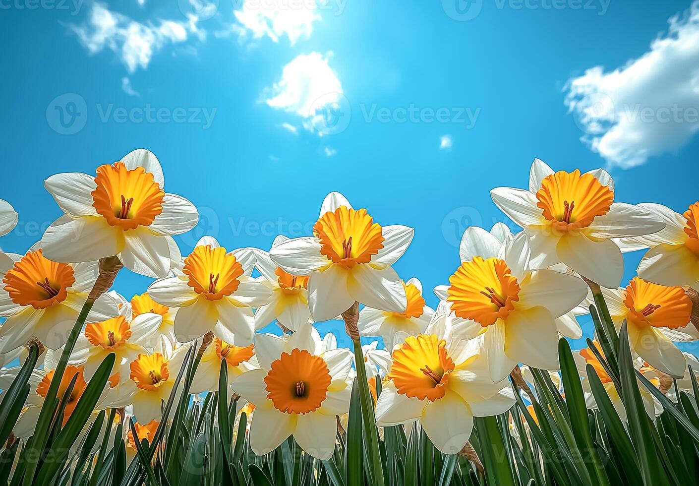 A scene seen from below with yellow and white daffodils and blue sky photo