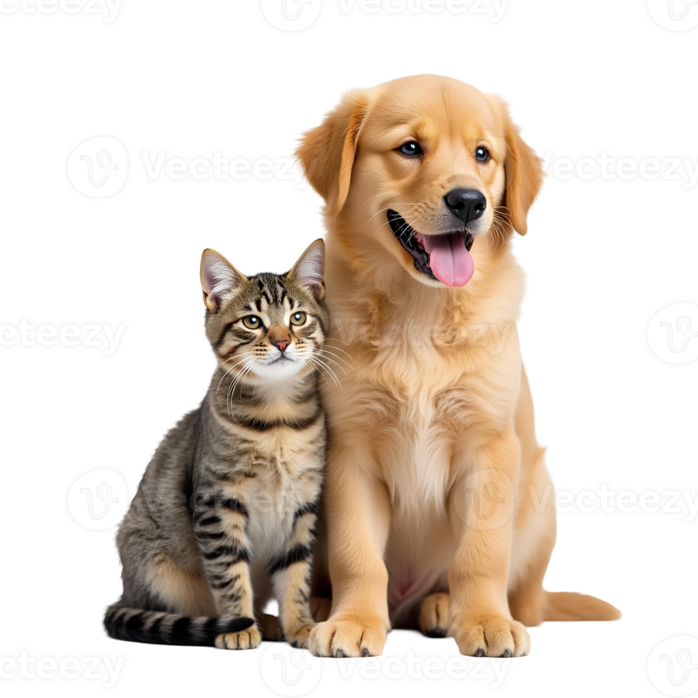 Golden Retriever Puppy Tabby Cat Friendship Animals Pet In Transparent Background png