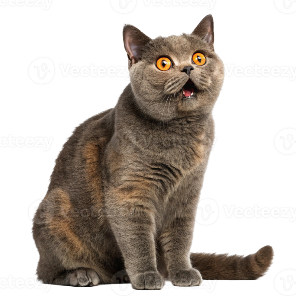 British shorthair cat looking surprised, isolated on transparent background, grey domestic cat pet feline head stunned astonished or surprised expression in paw studio shot png