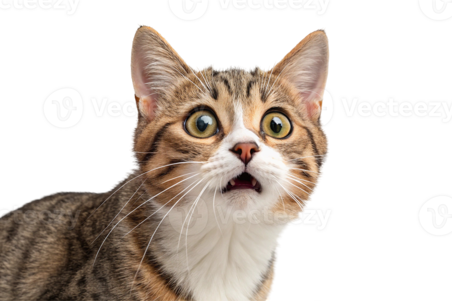 Cute Tabby Cat Kitten Shocked Surprised Transparent Background png