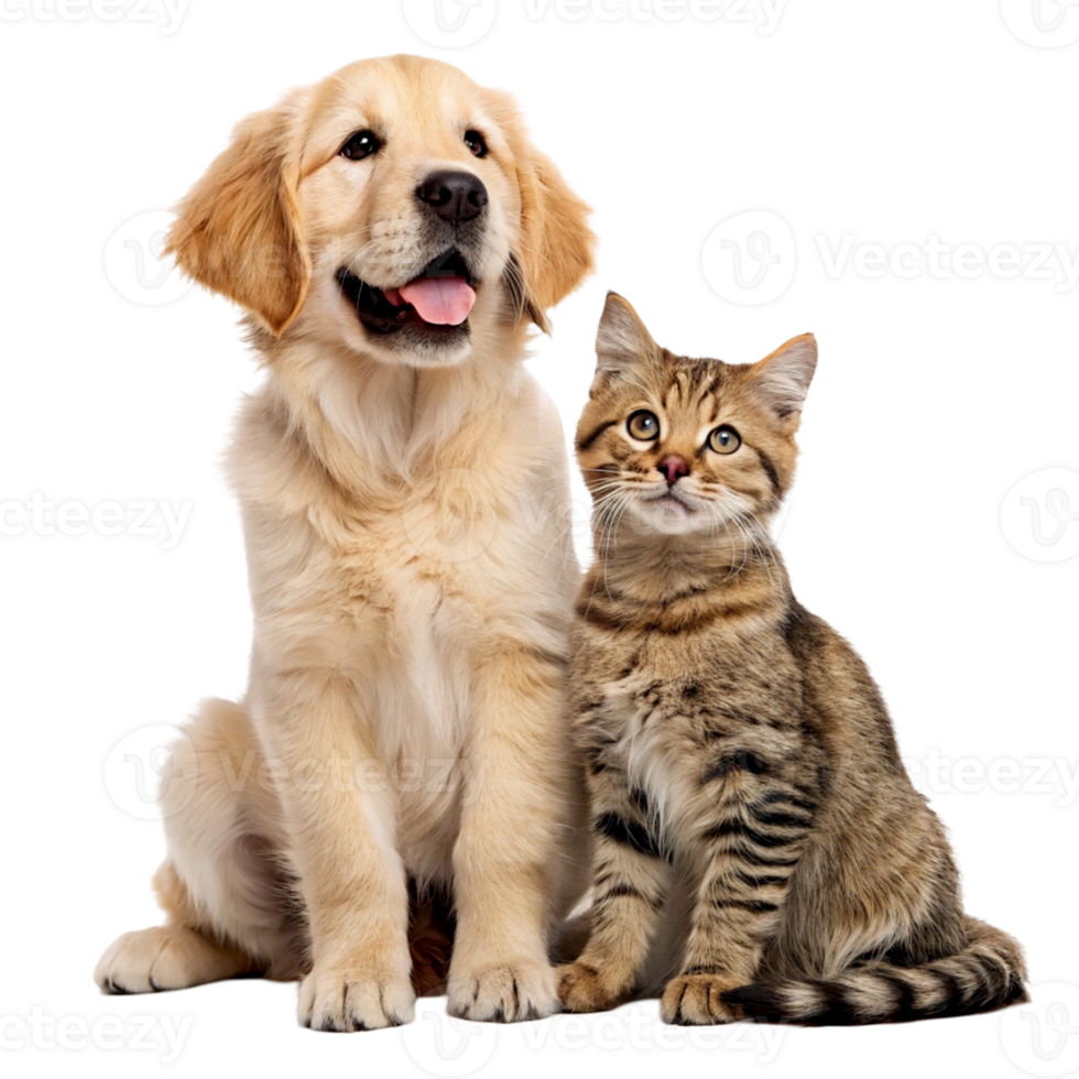 Golden Retriever Puppy Tabby Cat Pet Friendship Isolated Transparent png
