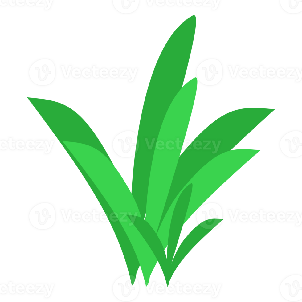 Grass clump on transparent background png