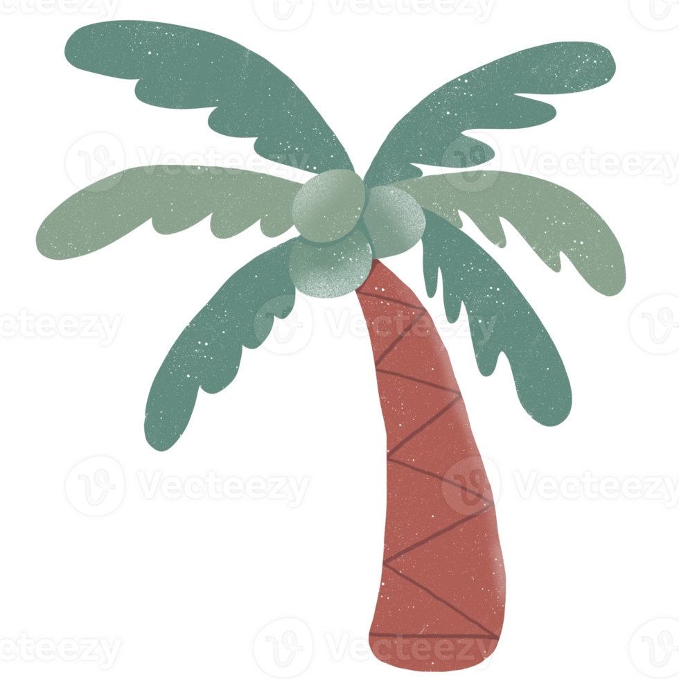 Hand drawn Coconut Tree ,illustration transparent background png