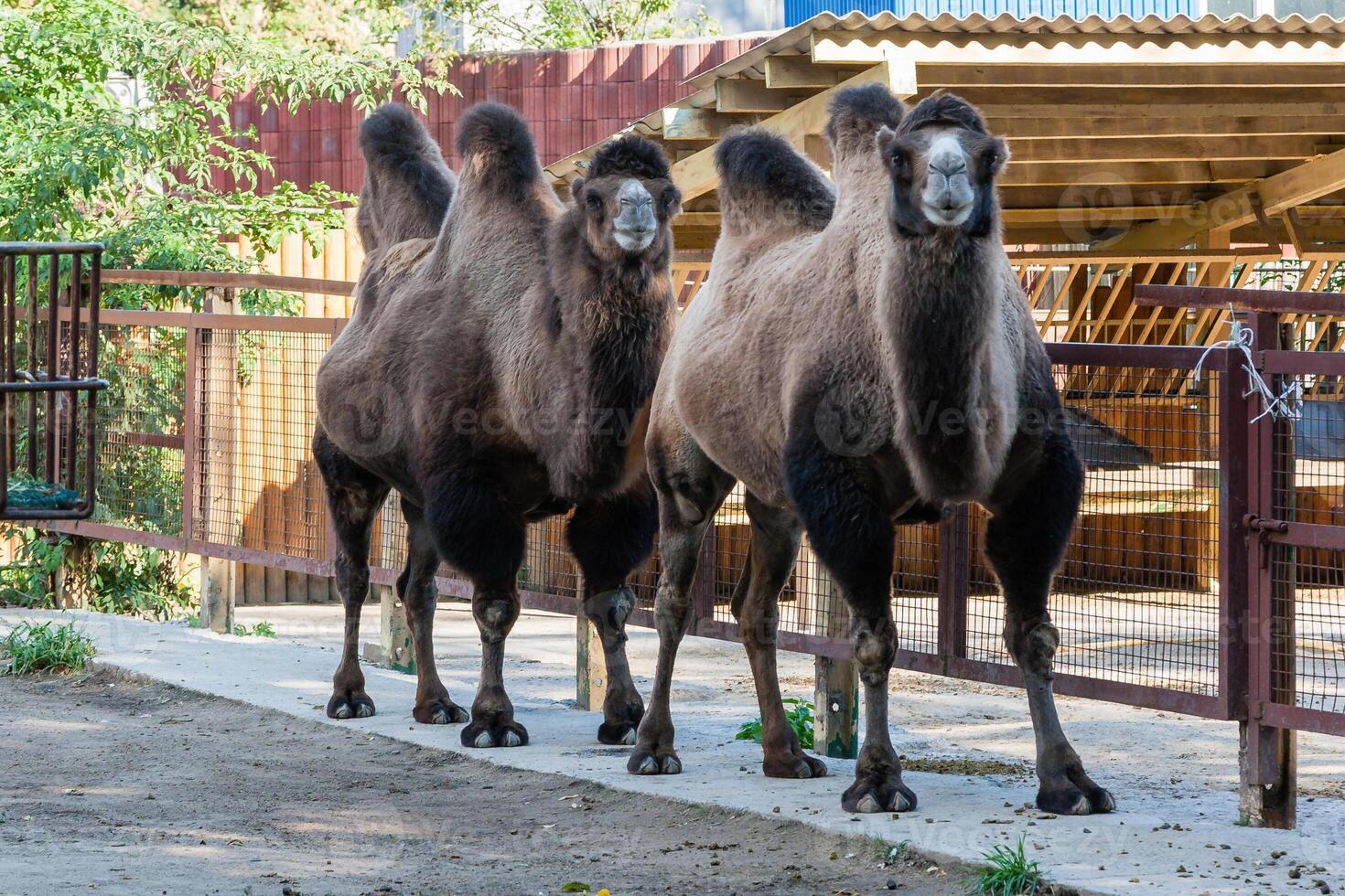 Two-humped camel close up photo