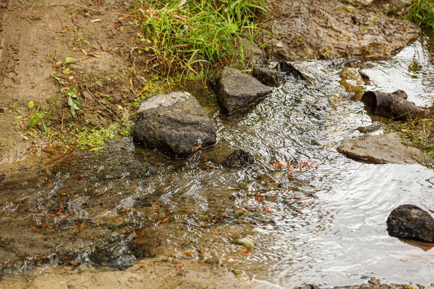 a small stream flows among the forest photo