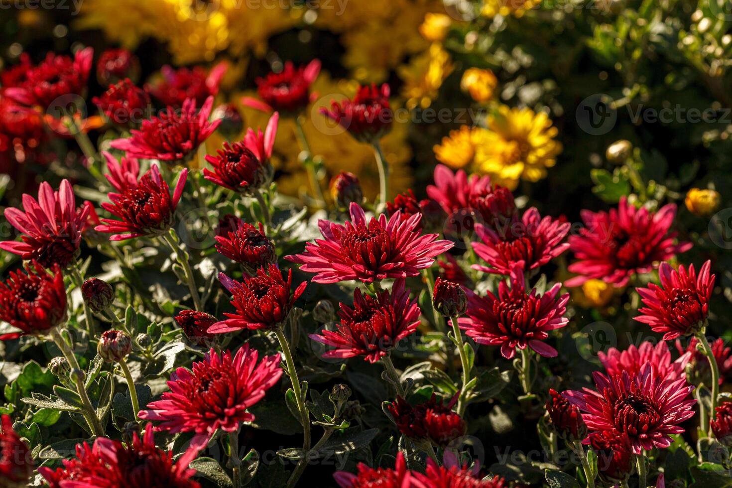 beautiful bushes of chrysanthemum flowers red colors close up photo