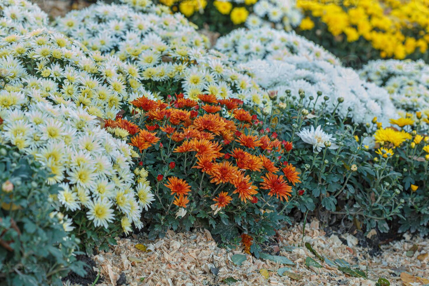 beautiful bushes of yellow chrysanthemum flowers close up photo