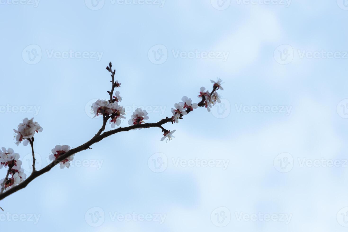 A beautiful spring branch of a blossoming tree covered with soft pink flowers. symbolizing growth, hope, and the arrival of spring. photo