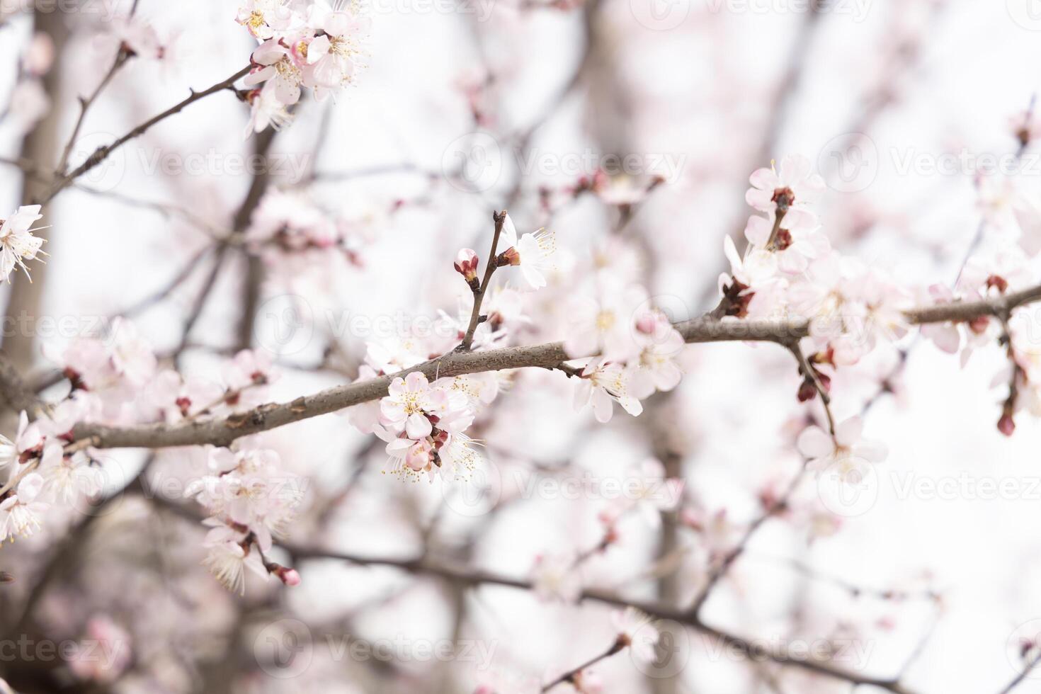 A beautiful spring branches of a blossoming tree covered with soft pink flowers. Spring time photo