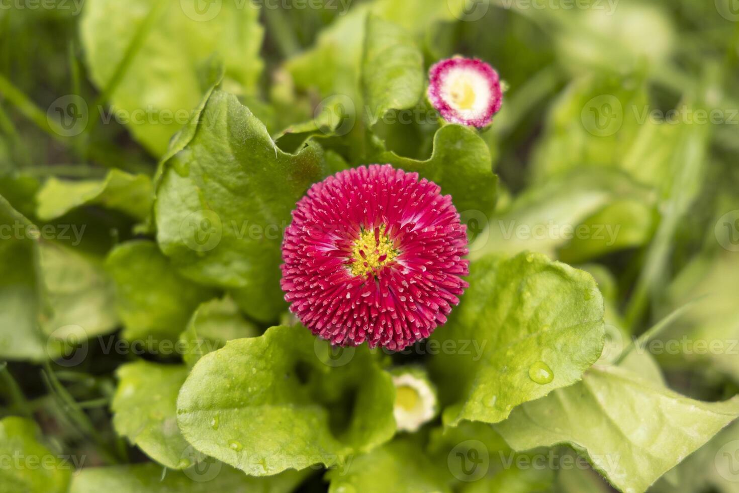 Vibrant close-up of blooming red daisy flower, surrounded by green foliage.For illustrating themes of ecology, gardening, nature and spring time mood photo