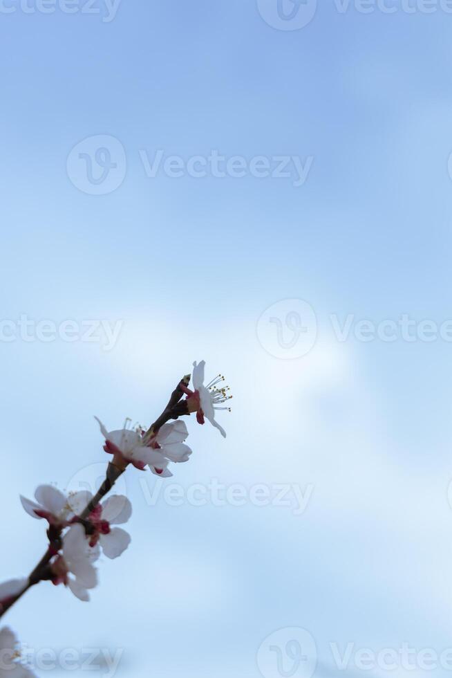 A beautiful spring branch of a blossoming tree covered with soft pink flowers. symbolizing growth, hope, and the arrival of spring. photo
