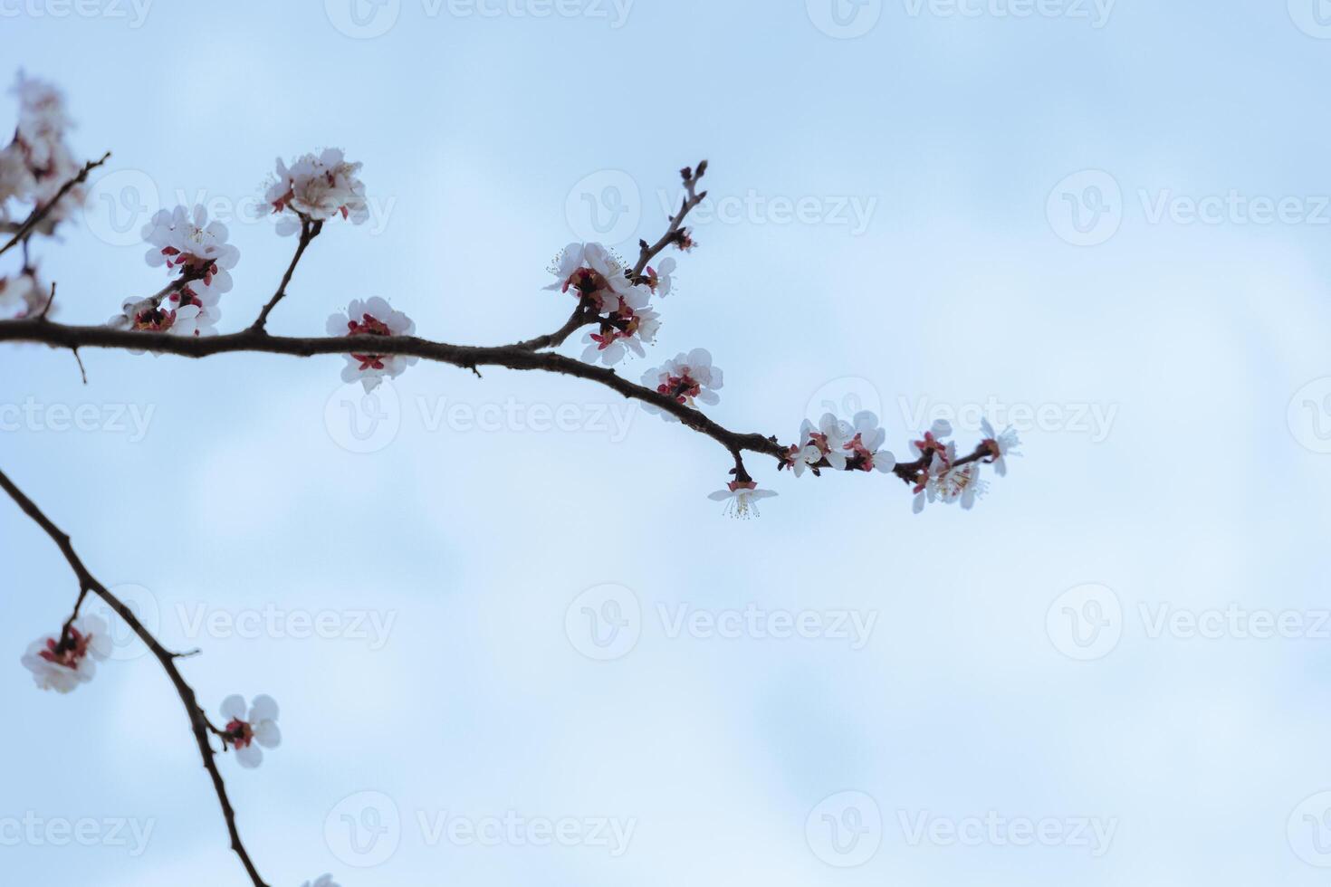 A beautiful spring branch of a blossoming tree covered with soft pink flowers. symbolizing growth, hope, and the arrival of spring. photo