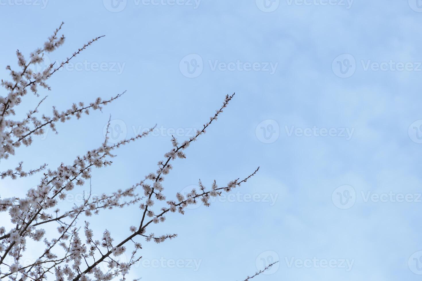 A beautiful spring branches of a blossoming tree covered with soft pink flowers. symbolizing growth, hope, and the arrival of spring. photo