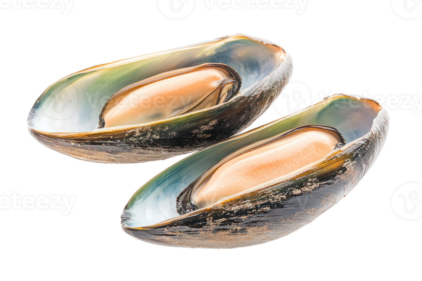 green mussel isolated png