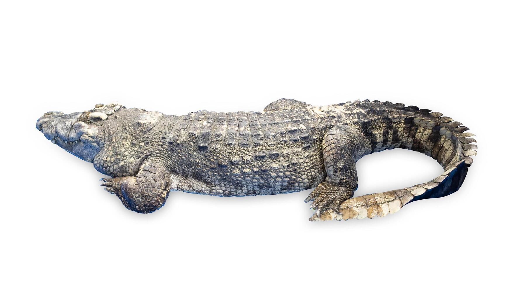 Top view of Rear view of a Thai crocodile with its long in the foreground, focus selective photo