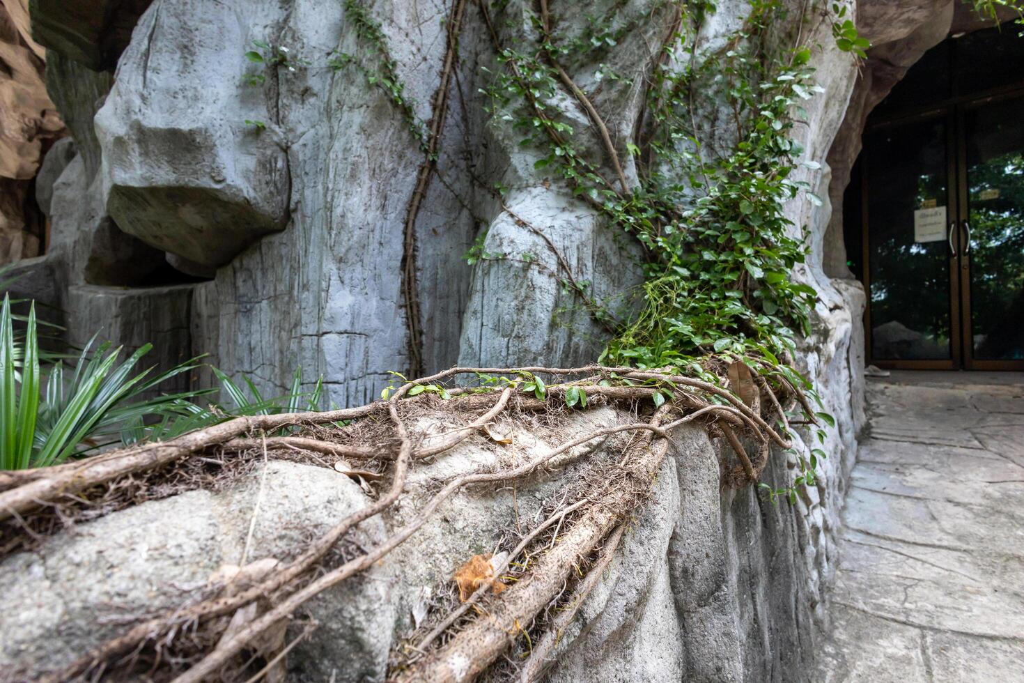 tree at the stone in the temple photo