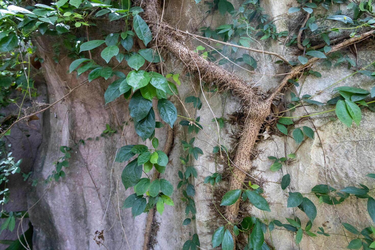 the tree at the stone in the temple photo