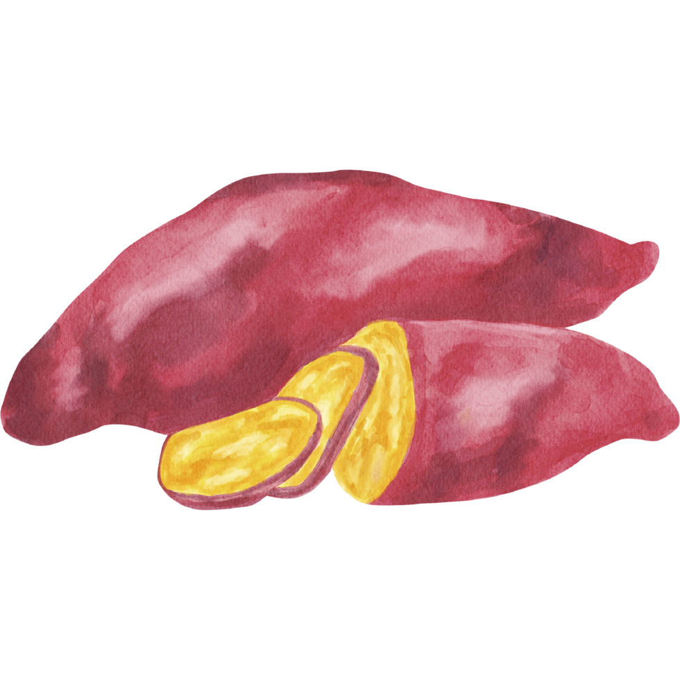 Sweet Potato Vegetable Watercolor Ilustration png