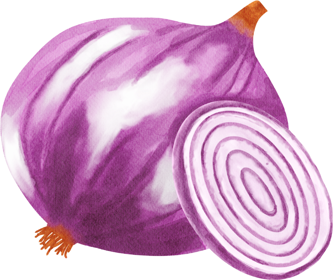 Red Onion Vegetable Watercolor Illustration png