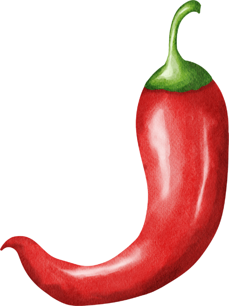 Red Chili Pepper Watercolor Illustration png