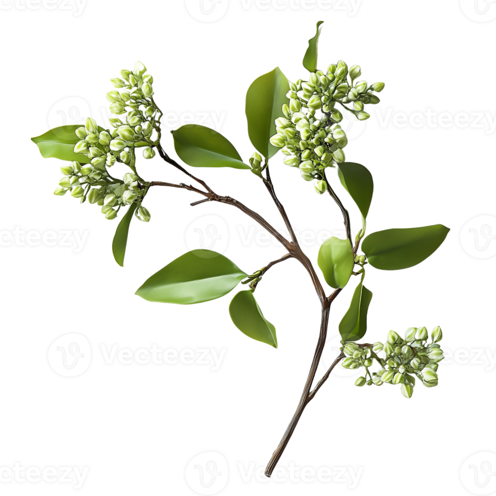 A branch with green leaves and flowers png