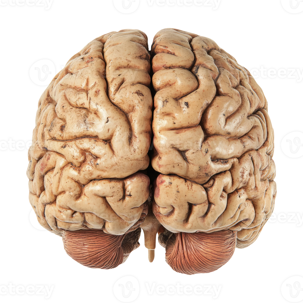 Realistic Human Brain On Transparent Background png