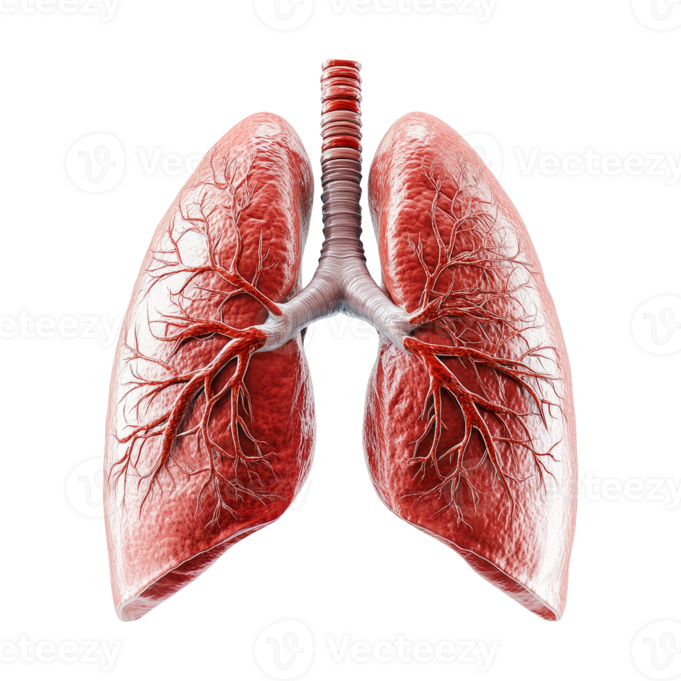 Detailed Illustration of Human Lungs on Transparent Background png