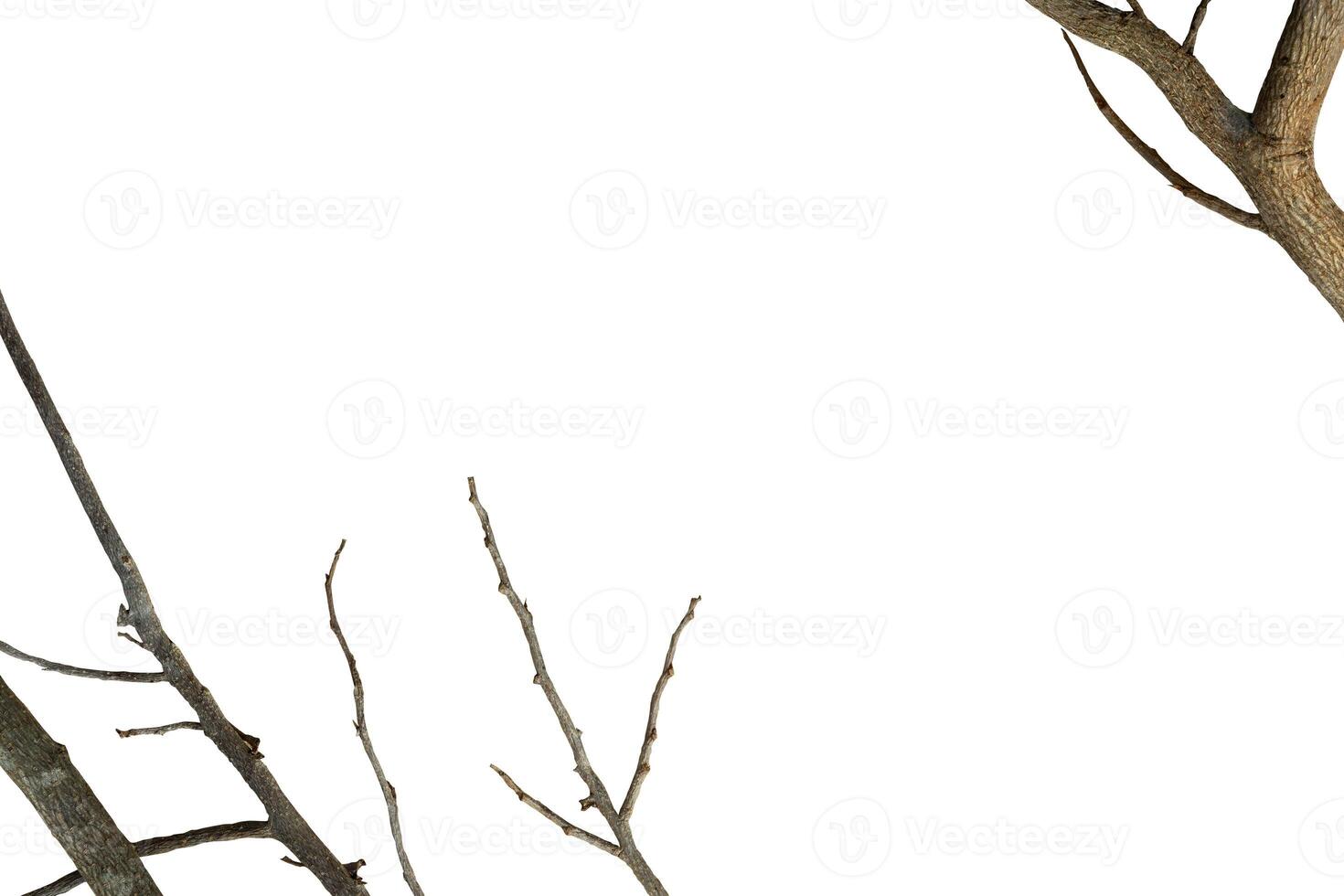 Background with branch frame copy space photo