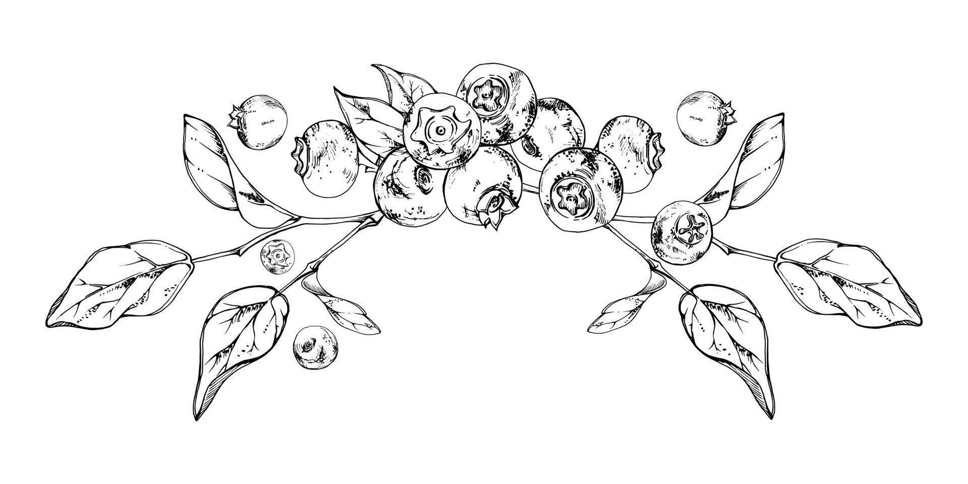 Blueberry blackberry bunch with plant leaves on branch, hand drawn in ink , ripe forest berry. Isolated garland botanical illustration, for restaurant, dessert cafe menu, wedding, farmers market vector