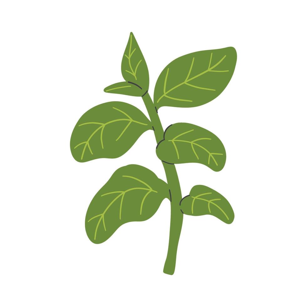 design of basil leaves, isolated on white background, clip art, illustration graphic painting. vector