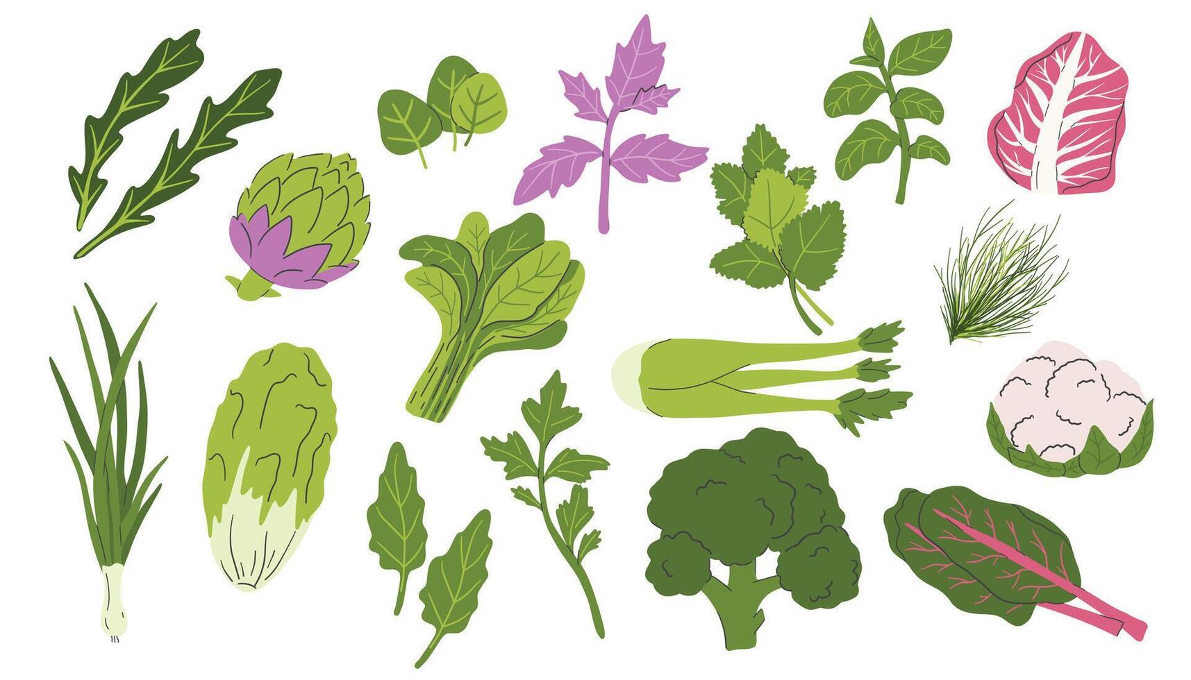 Set of green vegetables, salad leaves and herbs isolated on white. Parsley, Green lettuce, Cilantro, Celer, Lemongrass, Basil, Dill, Kale, Spinach, Radicchio and artichoke vector