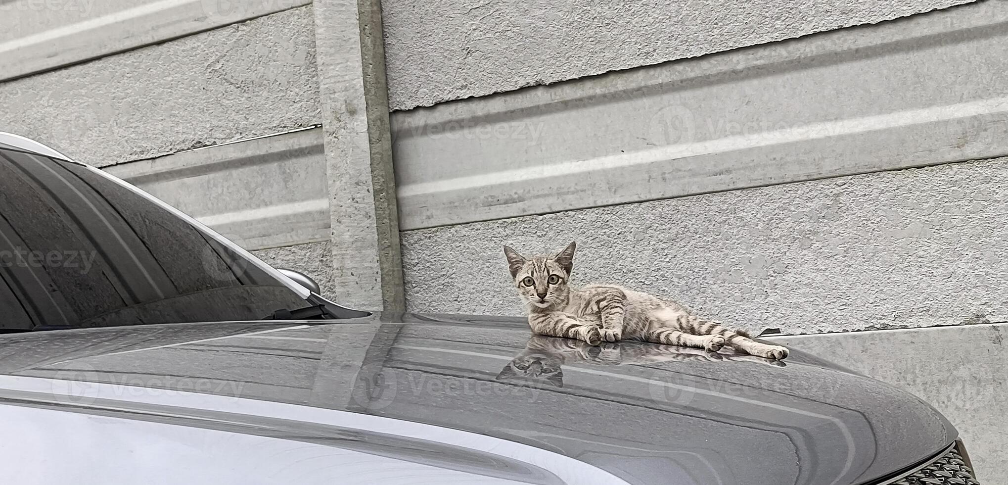 a tabby cat lay on a gray car photo